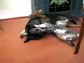 这样也可以！阿猫和阿的河蟹生活