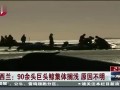 新西兰：90余头巨头鲸集体搁浅 原因不明