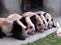 大熊猫自觉排队吃盆盆奶，奶妈一走开后画风突变！
